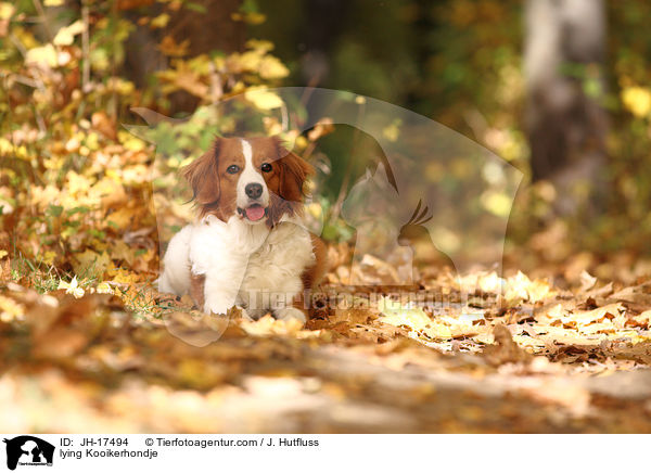 lying Kooikerhondje / JH-17494