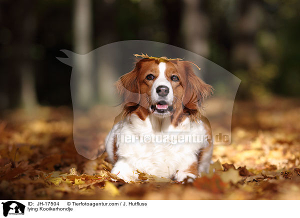 liegender Kooikerhondje / lying Kooikerhondje / JH-17504