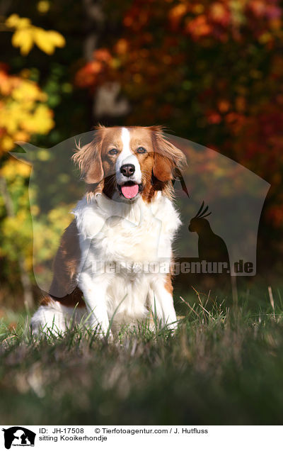 sitting Kooikerhondje / JH-17508