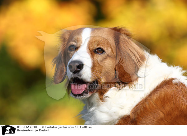 Kooikerhondje Portrait / JH-17510