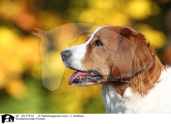 Kooikerhondje Portrait / JH-17512