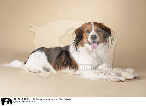 liegender Kooikerhondje / lying Kooikerhondje / NN-04204