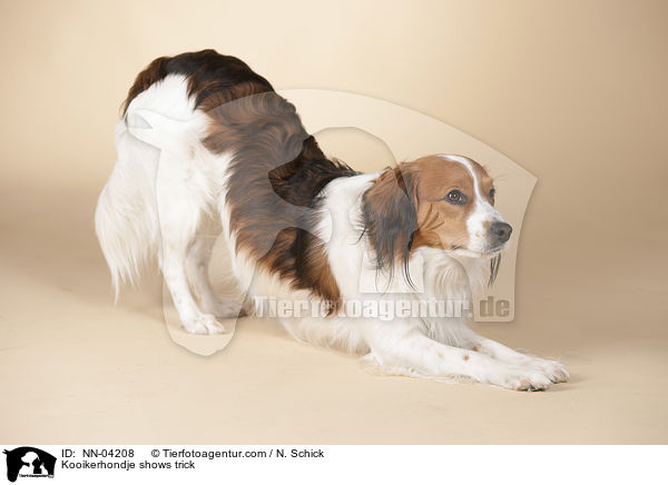 Kooikerhondje macht Verbeugung / Kooikerhondje shows trick / NN-04208