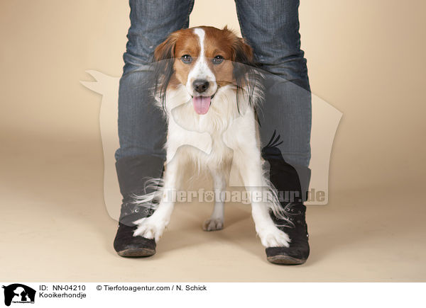 Kooikerhondje / Kooikerhondje / NN-04210