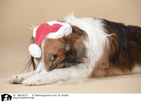 liegender Kooikerhondje / lying Kooikerhondje / NN-04211