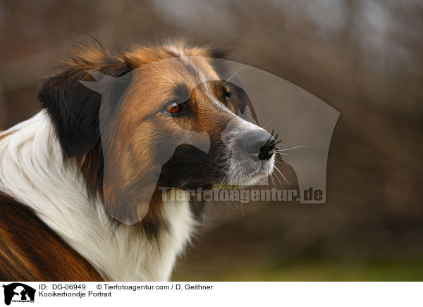 Kooikerhondje Portrait / DG-06949