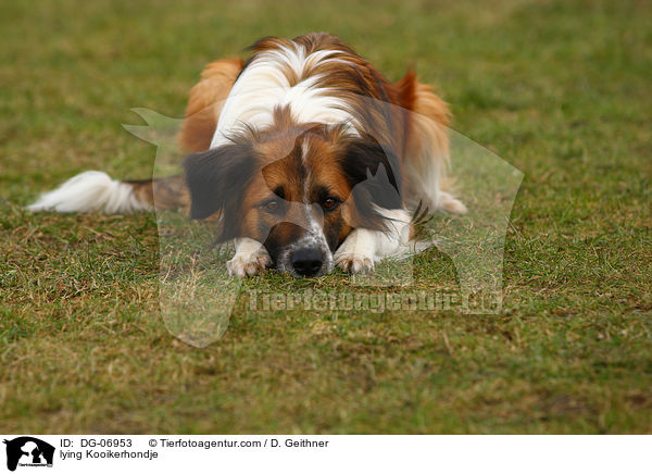 liegender Kooikerhondje / lying Kooikerhondje / DG-06953