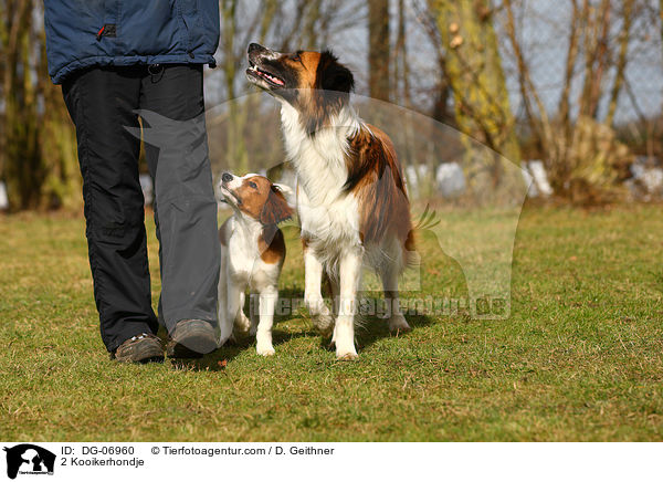 2 Kooikerhondje / 2 Kooikerhondje / DG-06960