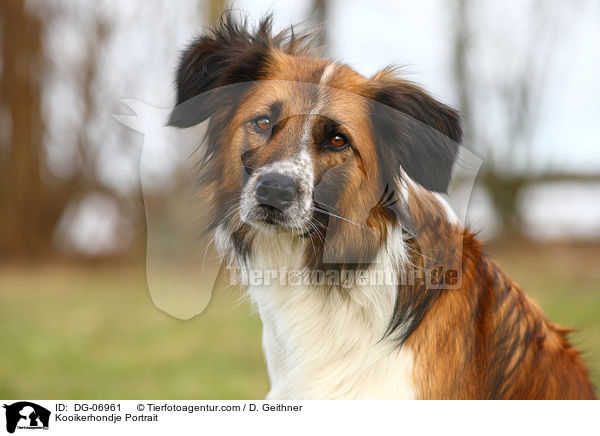 Kooikerhondje Portrait / Kooikerhondje Portrait / DG-06961