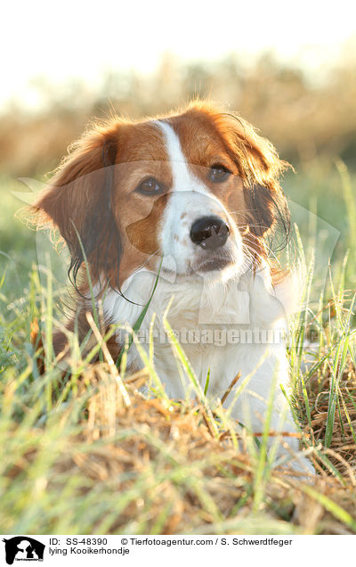 liegender Kooikerhondje / lying Kooikerhondje / SS-48390