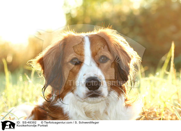 Kooikerhondje Portrait / Kooikerhondje Portrait / SS-48392