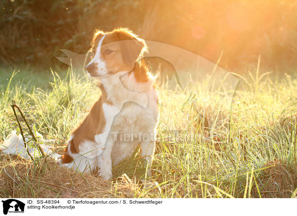 sitting Kooikerhondje / SS-48394