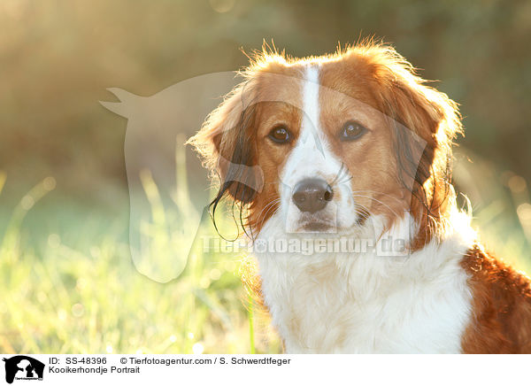 Kooikerhondje Portrait / Kooikerhondje Portrait / SS-48396