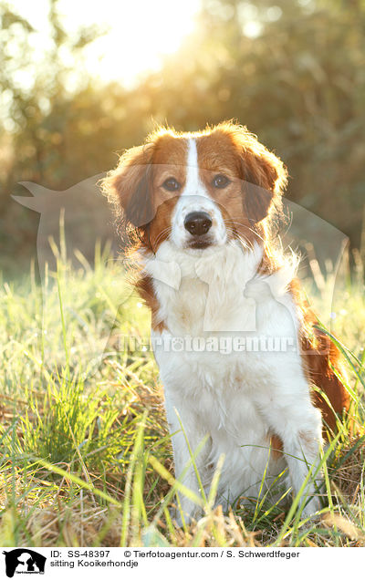 sitzender Kooikerhondje / sitting Kooikerhondje / SS-48397