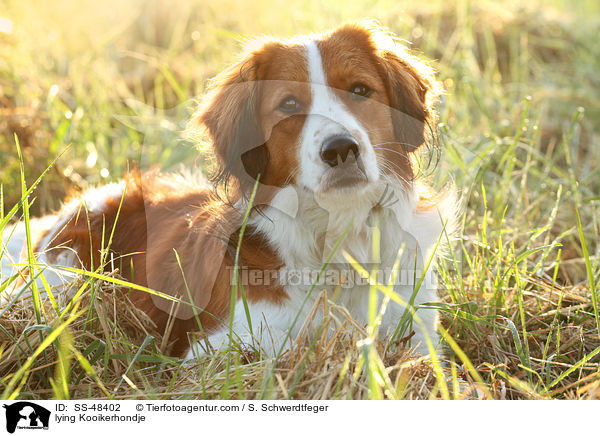 liegender Kooikerhondje / lying Kooikerhondje / SS-48402