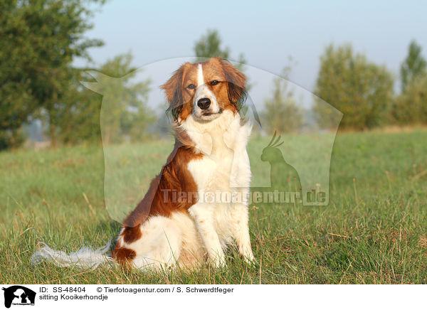 sitzender Kooikerhondje / sitting Kooikerhondje / SS-48404