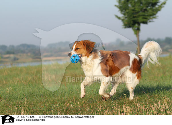 spielender Kooikerhondje / playing Kooikerhondje / SS-48425