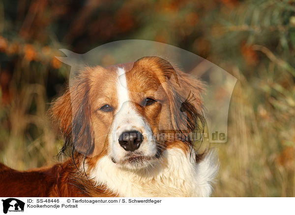 Kooikerhondje Portrait / SS-48446