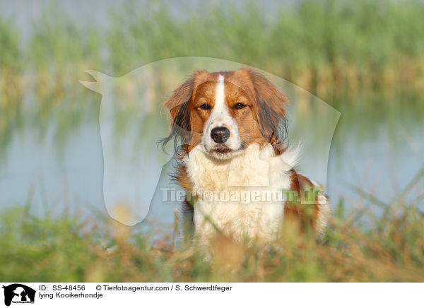 lying Kooikerhondje / SS-48456