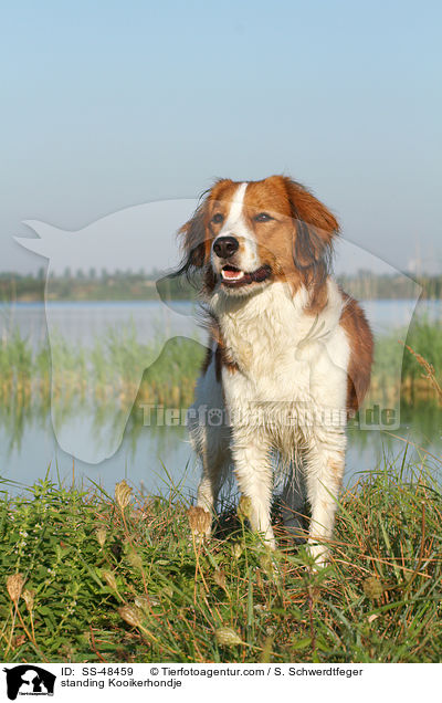 stehender Kooikerhondje / standing Kooikerhondje / SS-48459