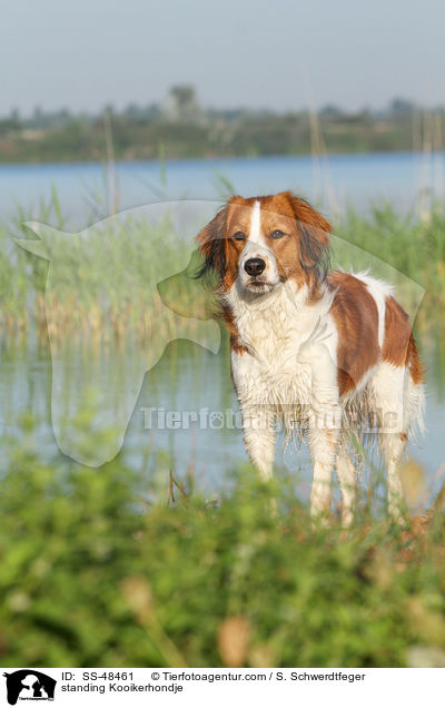 standing Kooikerhondje / SS-48461