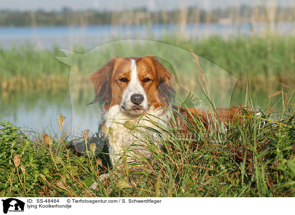 lying Kooikerhondje / SS-48464