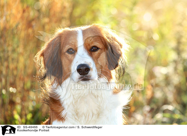 Kooikerhondje Portrait / Kooikerhondje Portrait / SS-48466