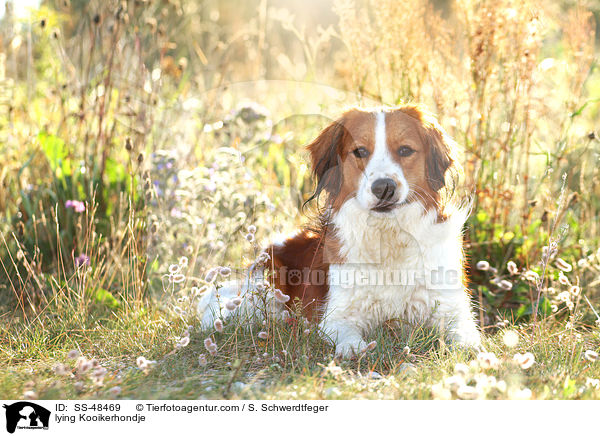 lying Kooikerhondje / SS-48469