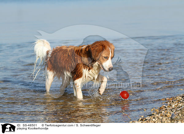 spielender Kooikerhondje / playing Kooikerhondje / SS-48501