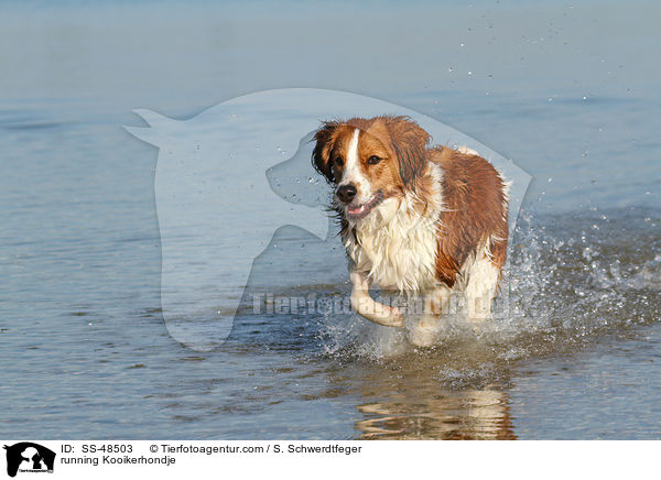 running Kooikerhondje / SS-48503