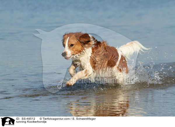 rennender Kooikerhondje / running Kooikerhondje / SS-48512