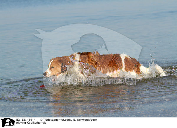 playing Kooikerhondje / SS-48514