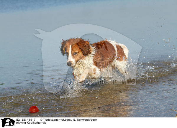 playing Kooikerhondje / SS-48517