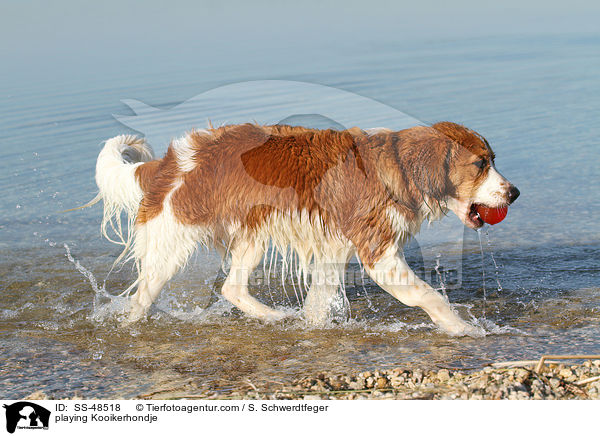 playing Kooikerhondje / SS-48518