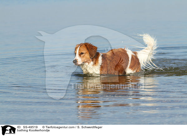 bathing Kooikerhondje / SS-48519