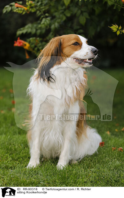 sitting Kooikerhondje / RR-90318