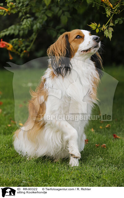 sitting Kooikerhondje / RR-90322