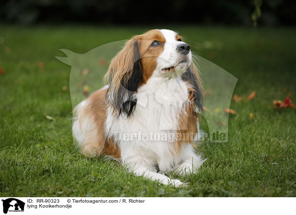 lying Kooikerhondje / RR-90323