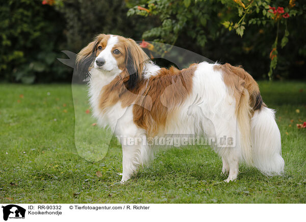 Kooikerhondje / RR-90332