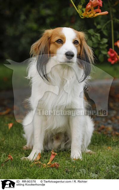 sitting Kooikerhondje / RR-90376
