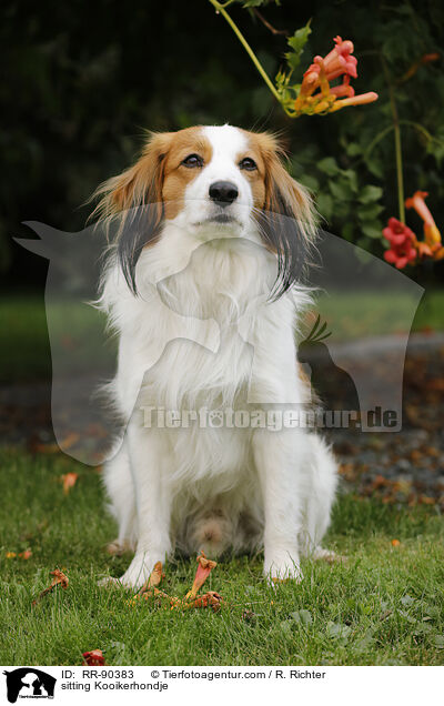 sitzender Kooikerhondje / sitting Kooikerhondje / RR-90383