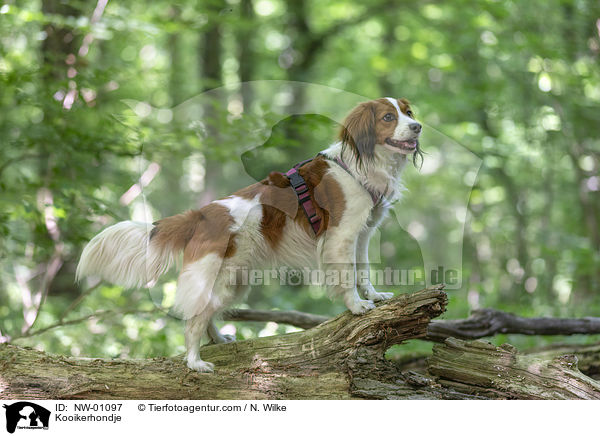 Kooikerhondje / Kooikerhondje / NW-01097