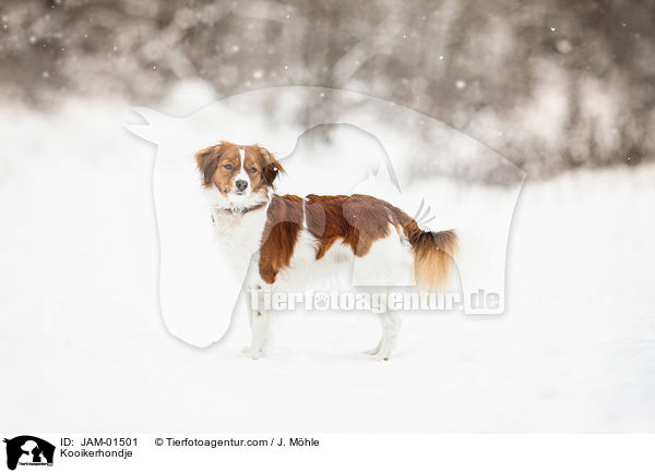 Kooikerhondje / JAM-01501