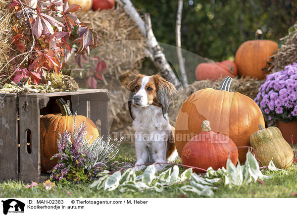 Kooikerhondje im Herbst / Kooikerhondje in autumn / MAH-02383