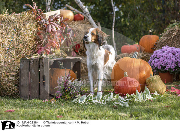 Kooikerhondje in autumn / MAH-02384