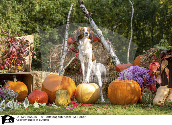 Kooikerhondje in autumn / MAH-02386