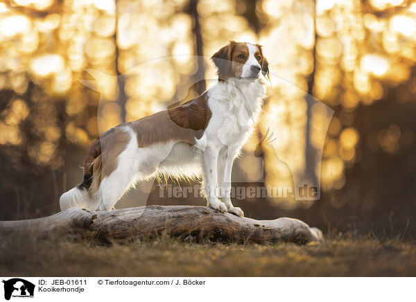 Kooikerhondje / JEB-01611