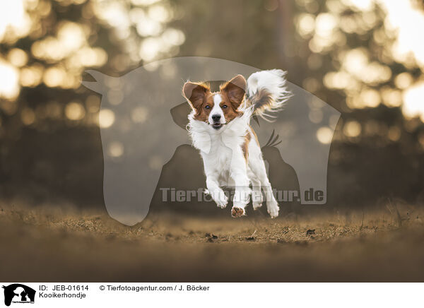 Kooikerhondje / JEB-01614