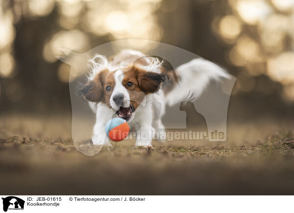 Kooikerhondje / Kooikerhondje / JEB-01615