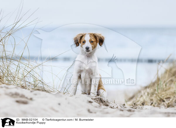 Kooikerhondje Welpe / Kooikerhondje Puppy / MAB-02104